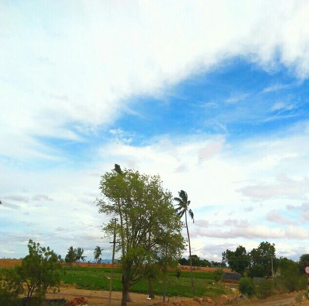 sky and trees