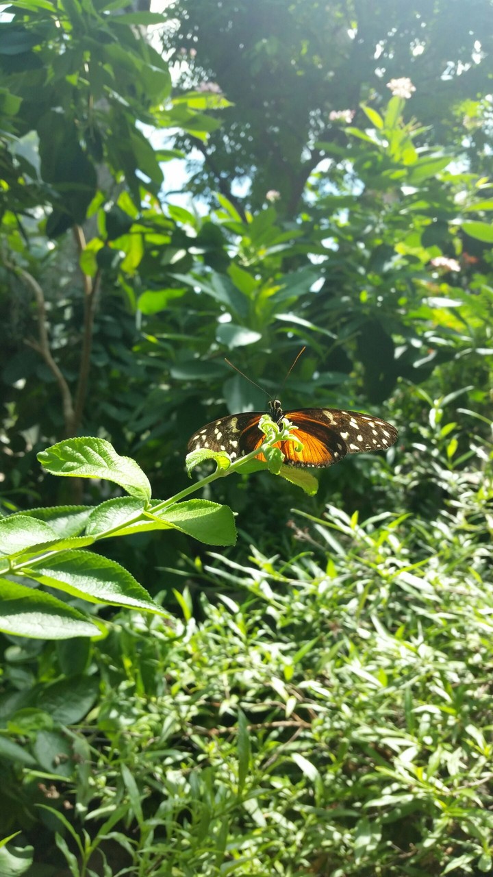 Butterfly