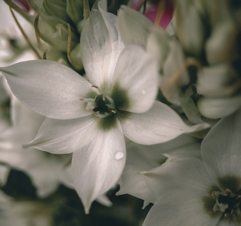 Close-up, lily achtergronden