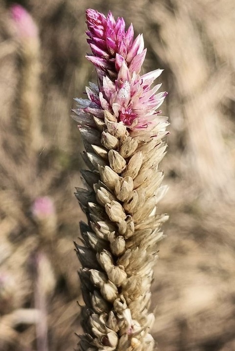 plant, Close-up wallpapers