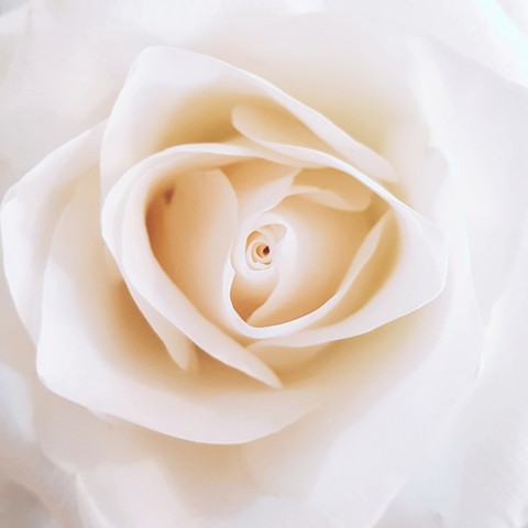 white rose