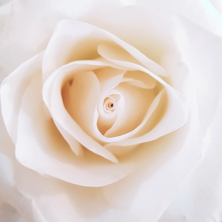 white rose