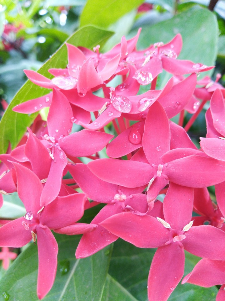 flower water