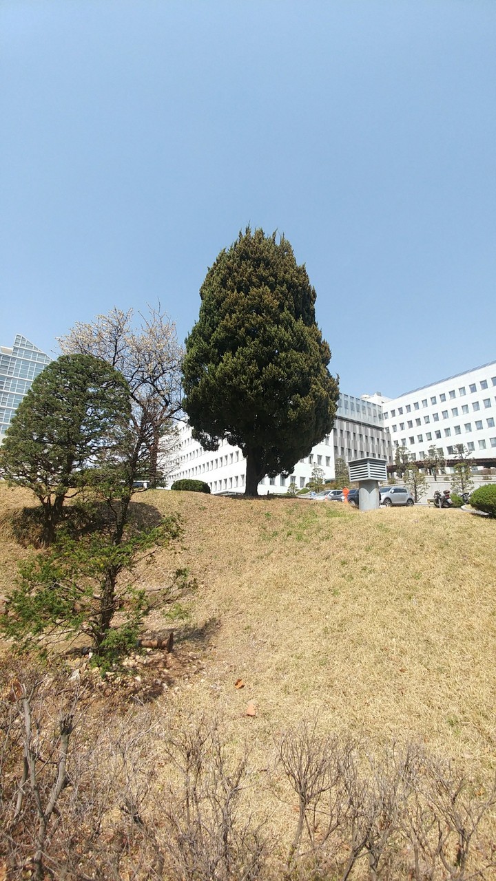 A tree in front of a white building.