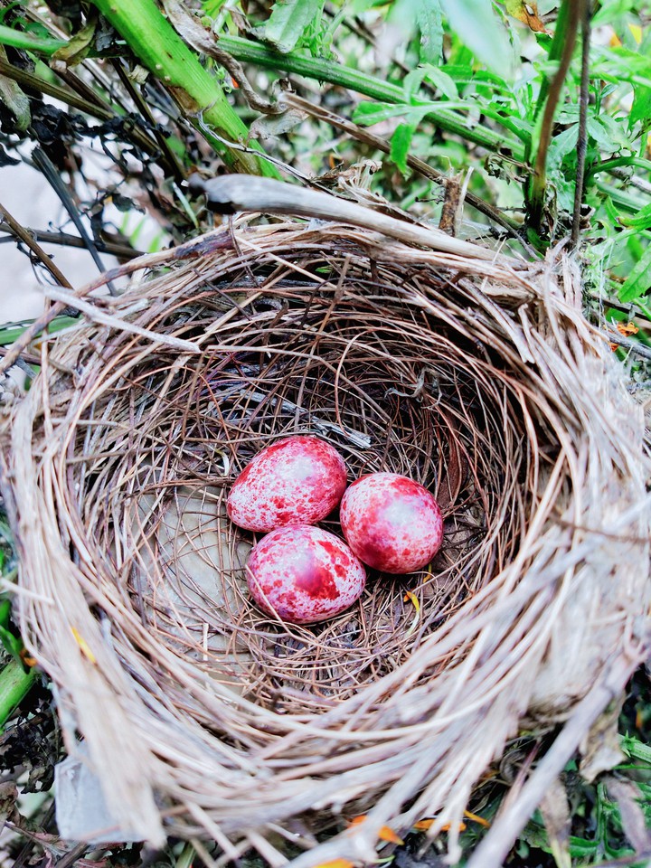 #bird egg