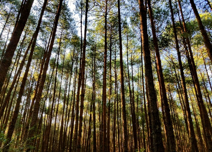 PINOS, TEJOCOTAL, PUEBLA.