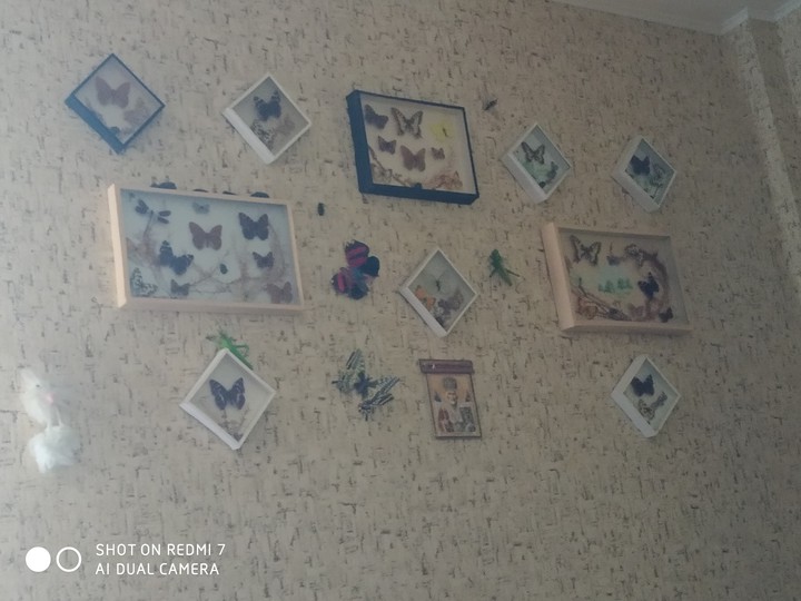 бабочки