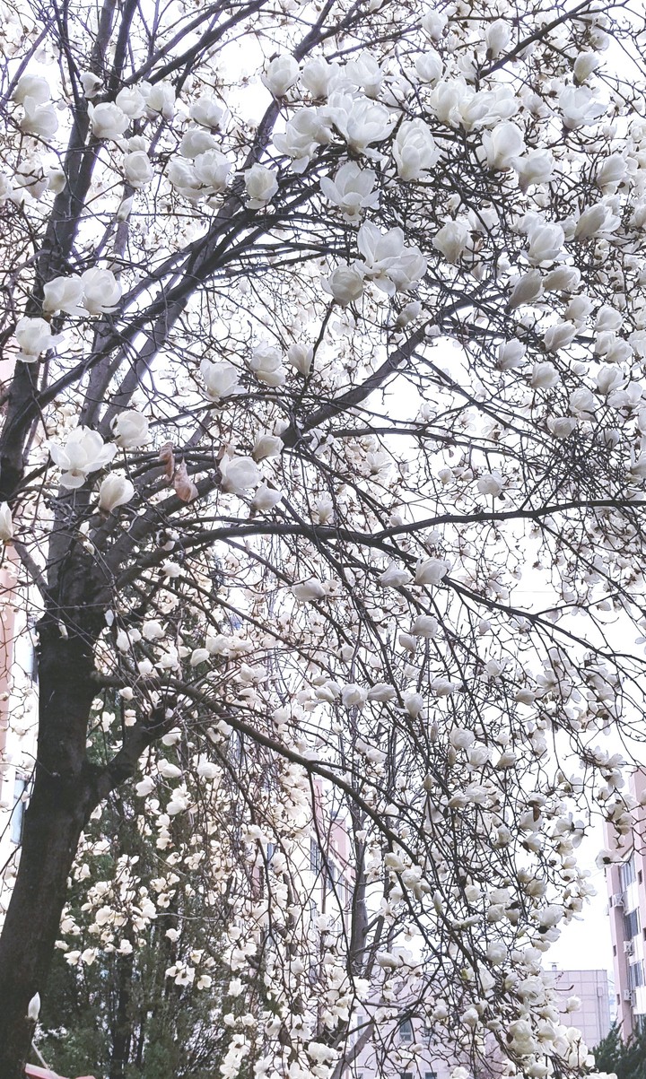목련