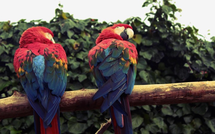 parrots