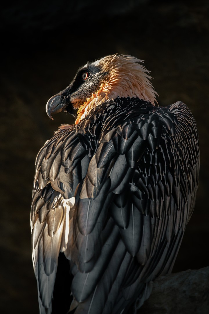 Bearded vulture
