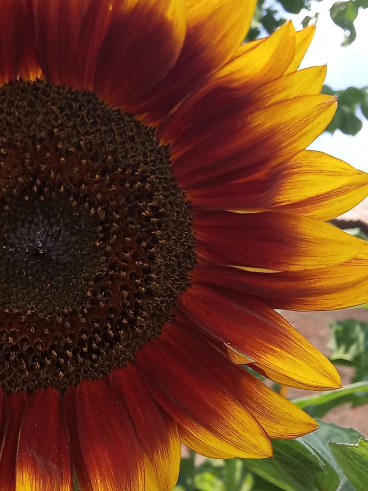 Red sunflower