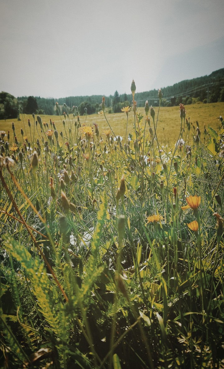 nature montagne