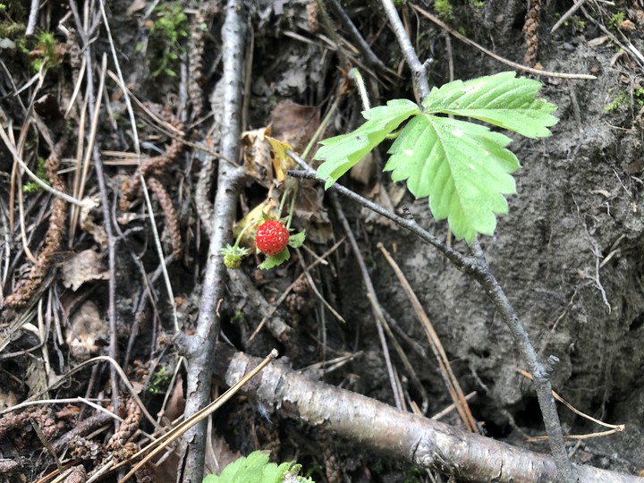 Wild strawberry
