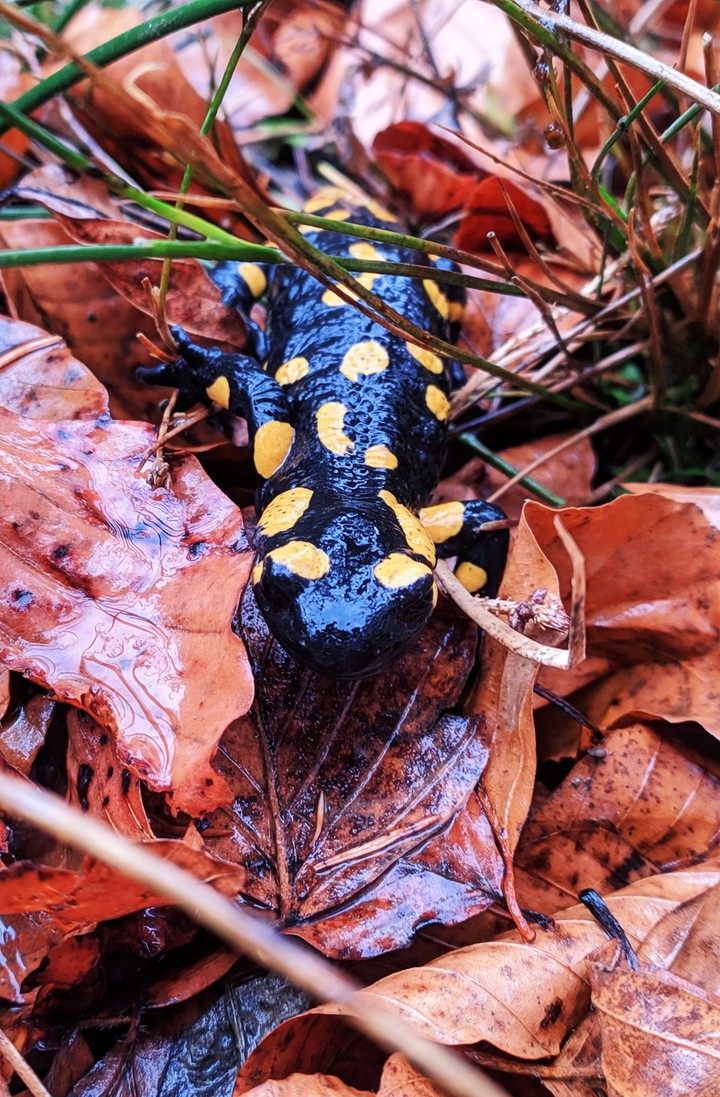 salamander