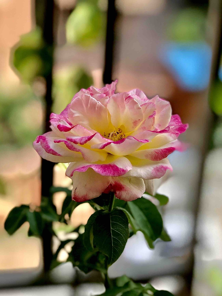 Roses aren’t just The Red