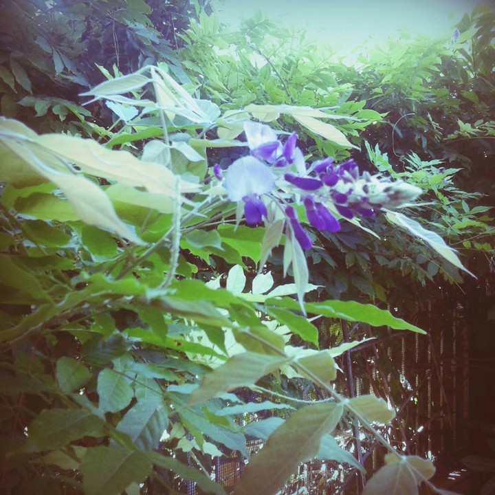 #flower#garden