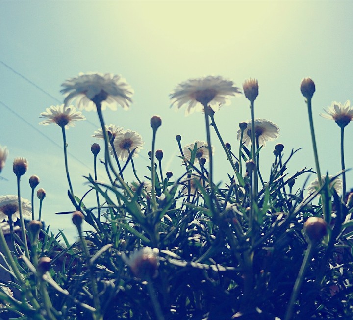flower