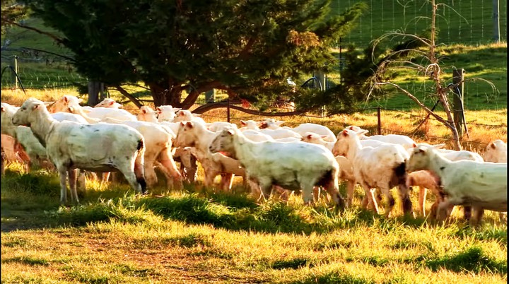sheep