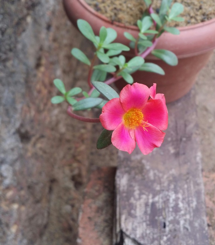 Moss-rose purslane