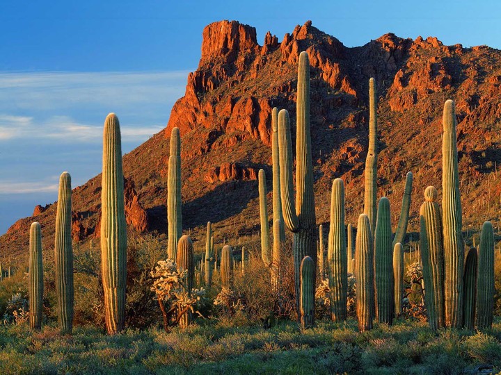 Arizona deserto
