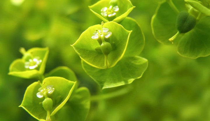 green