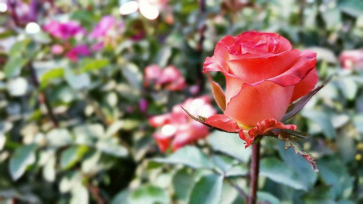 Love Roses