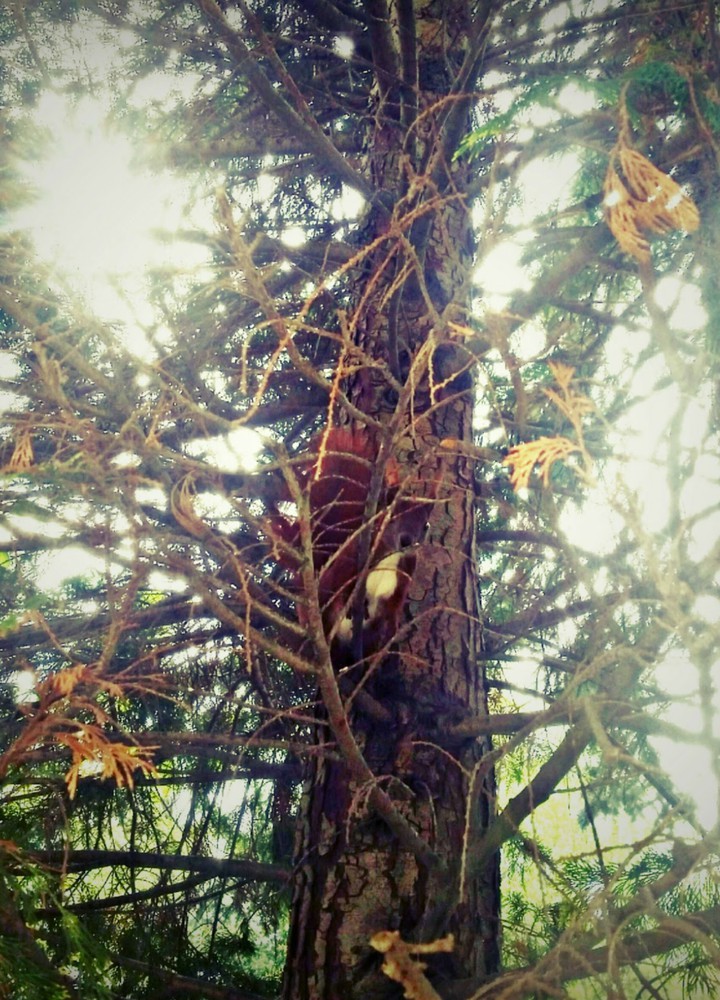 Eichhörnchen
