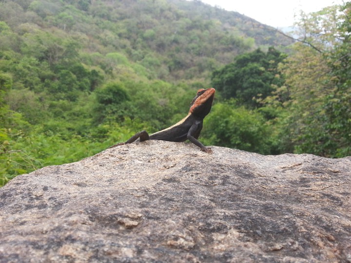 lizard