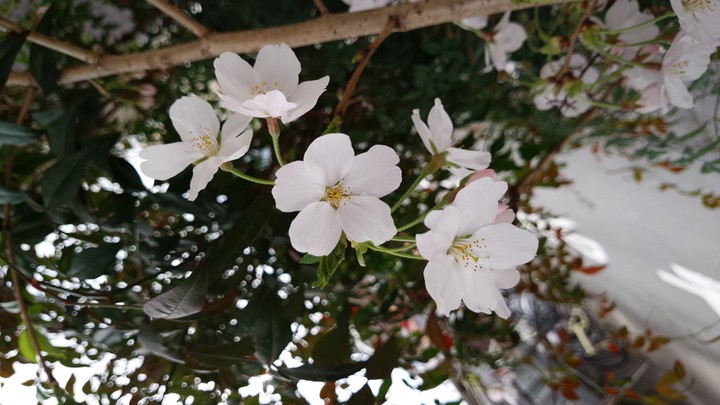 桜