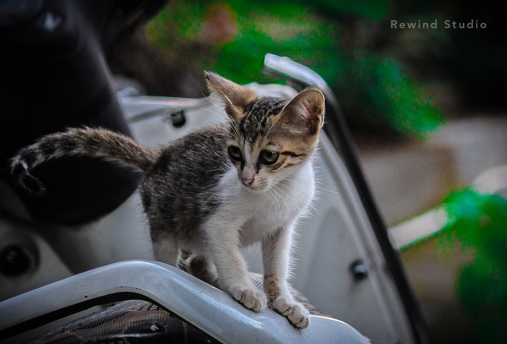 Cute Cat