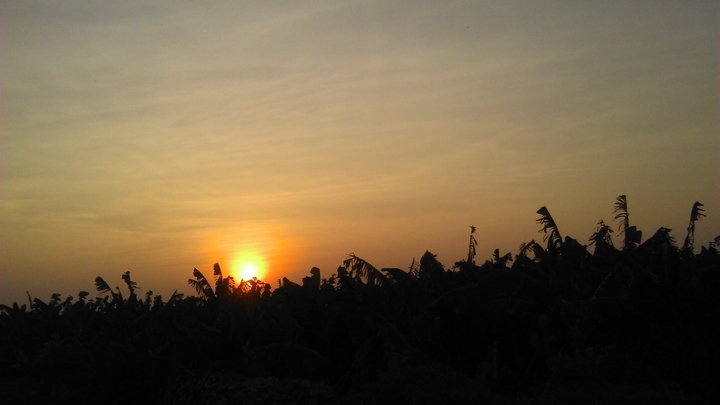 sunset near banana plantations
