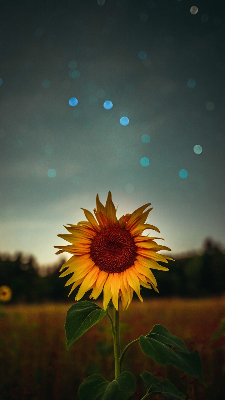 una bella flor