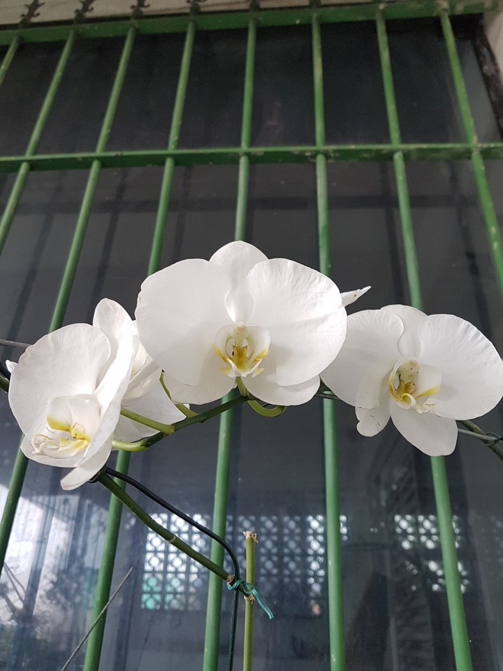 Natureza