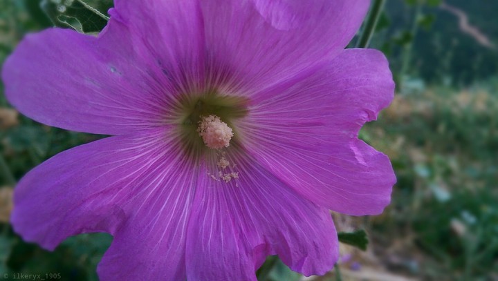 purple flower