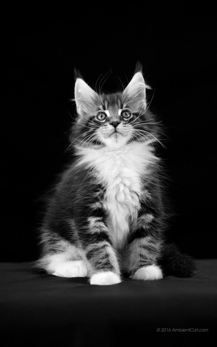 Котёнок