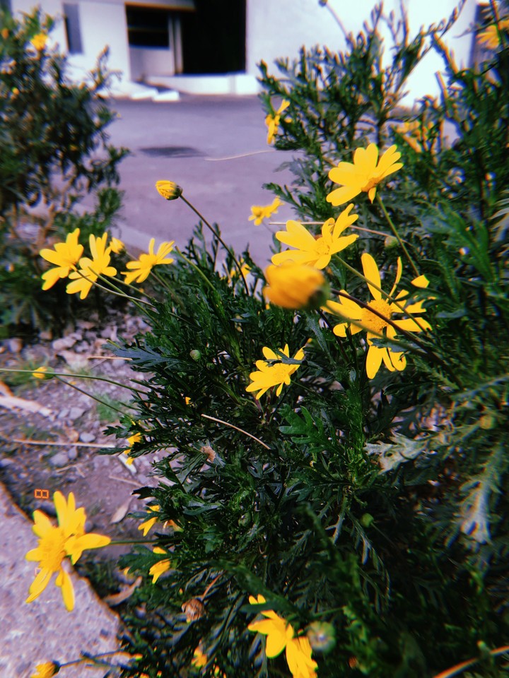 YELLOW FLOWERS 
