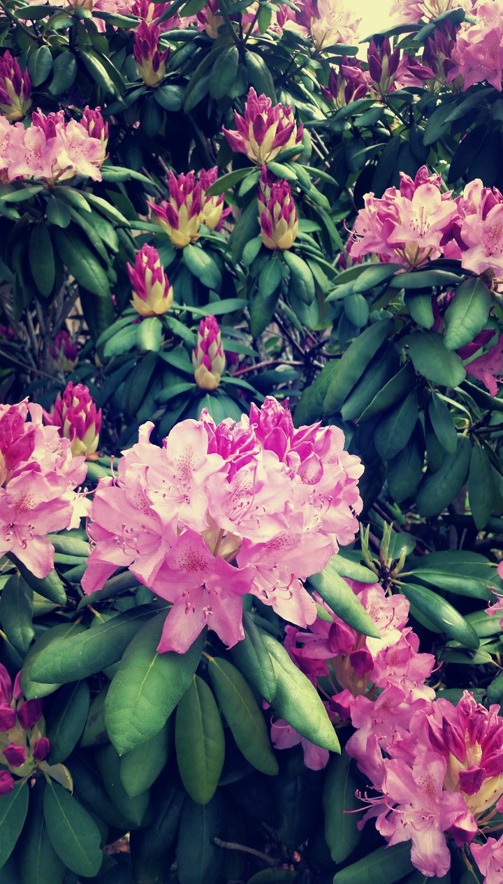 Moody rhododendron