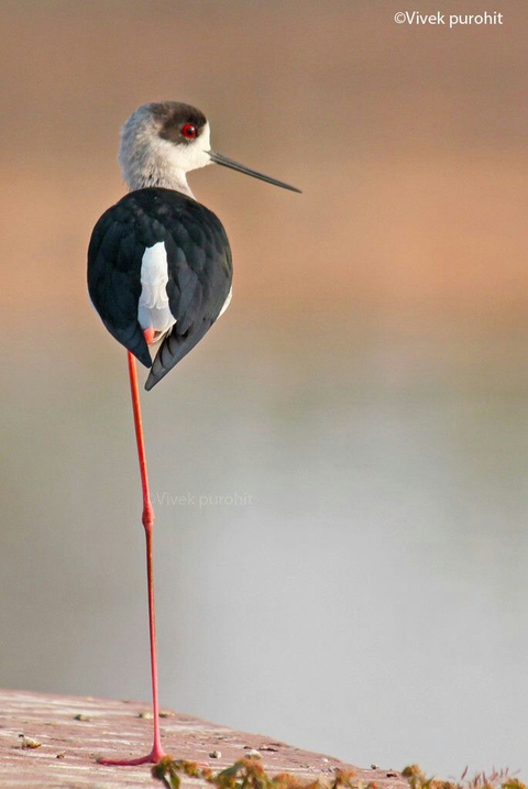 beak, stork वॉलपेपर