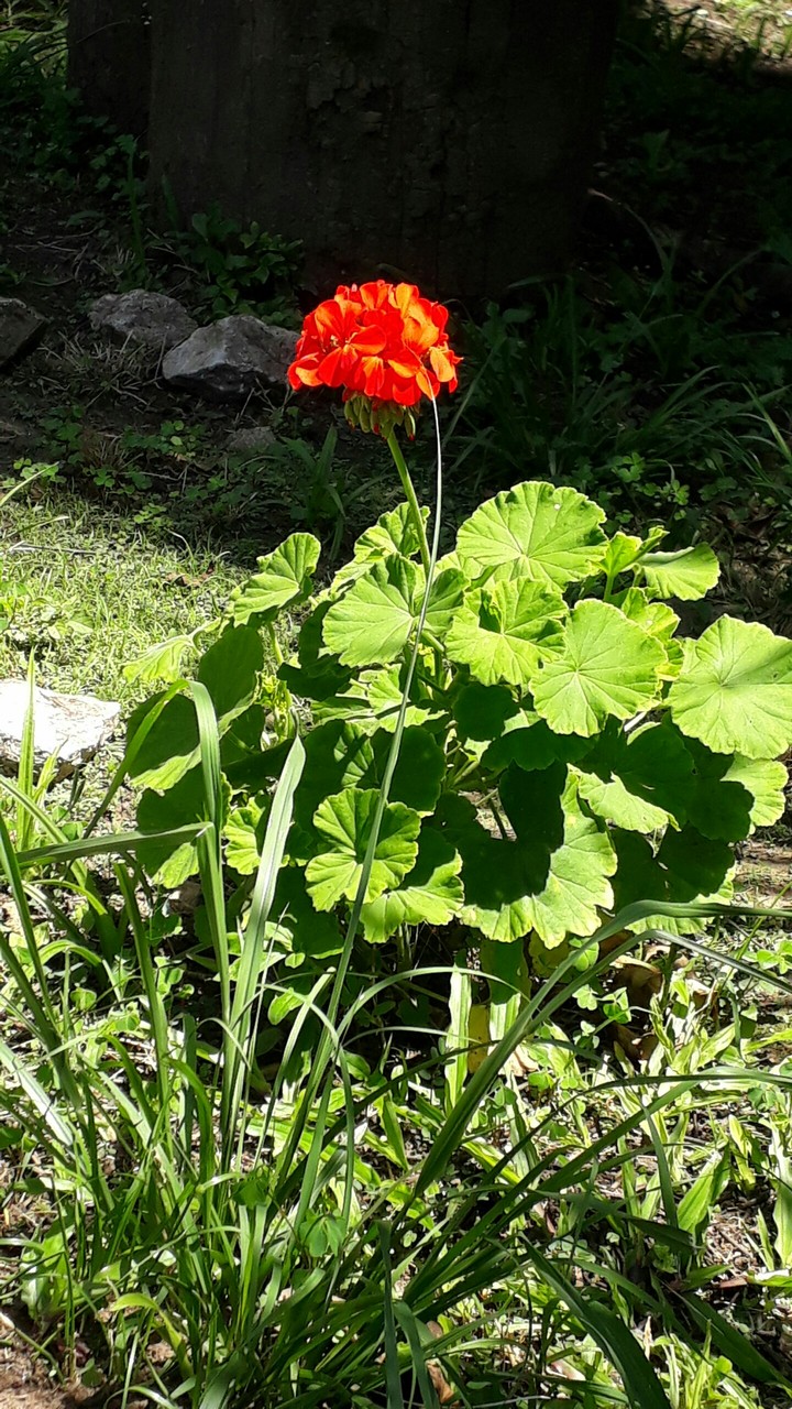 flor