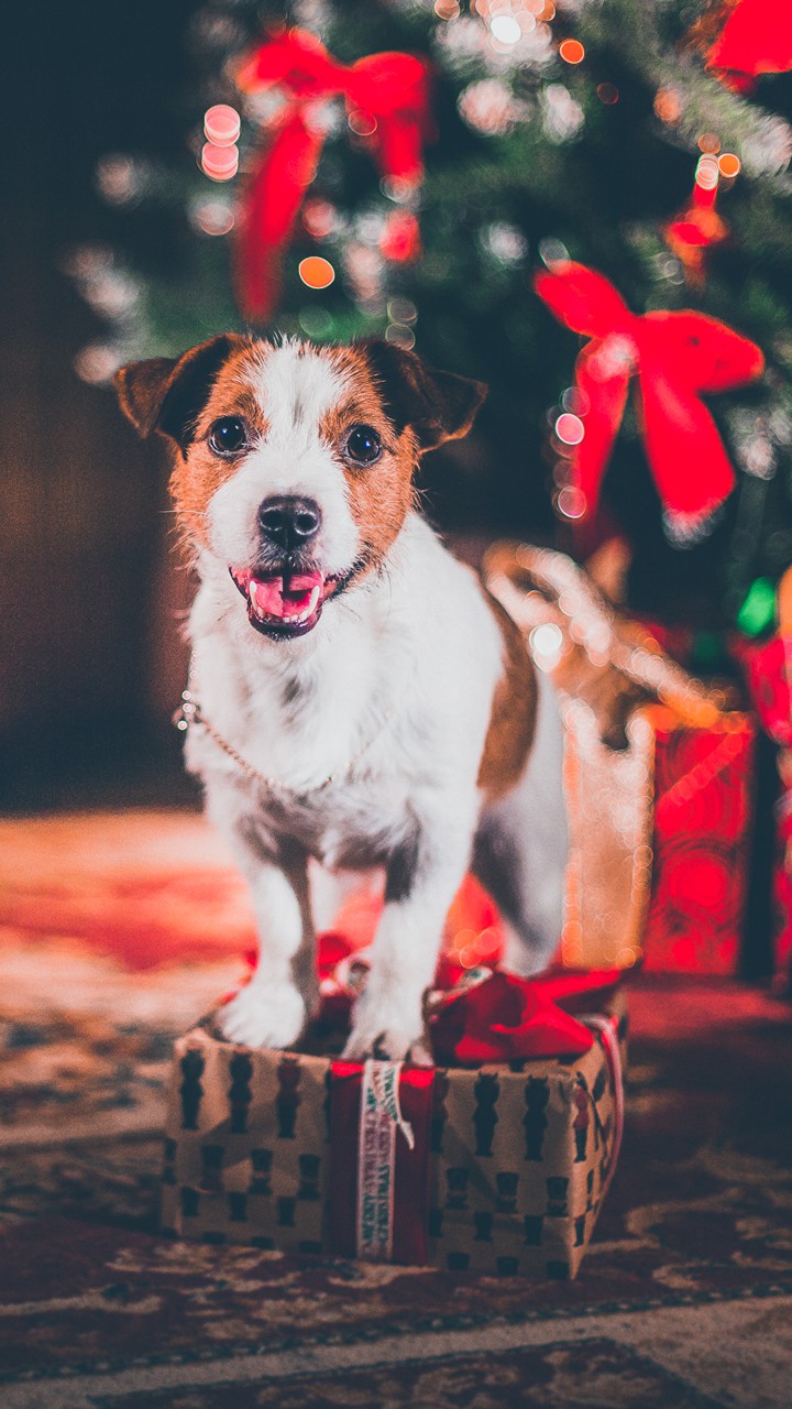 dog and christmas gift