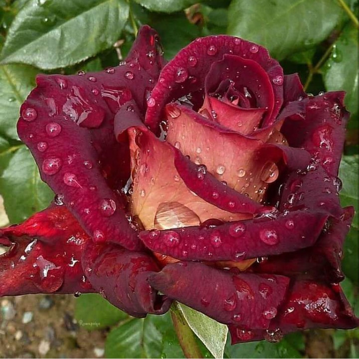 fresh blossom