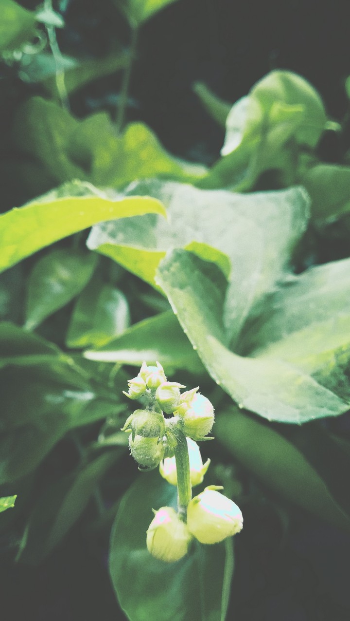 flor