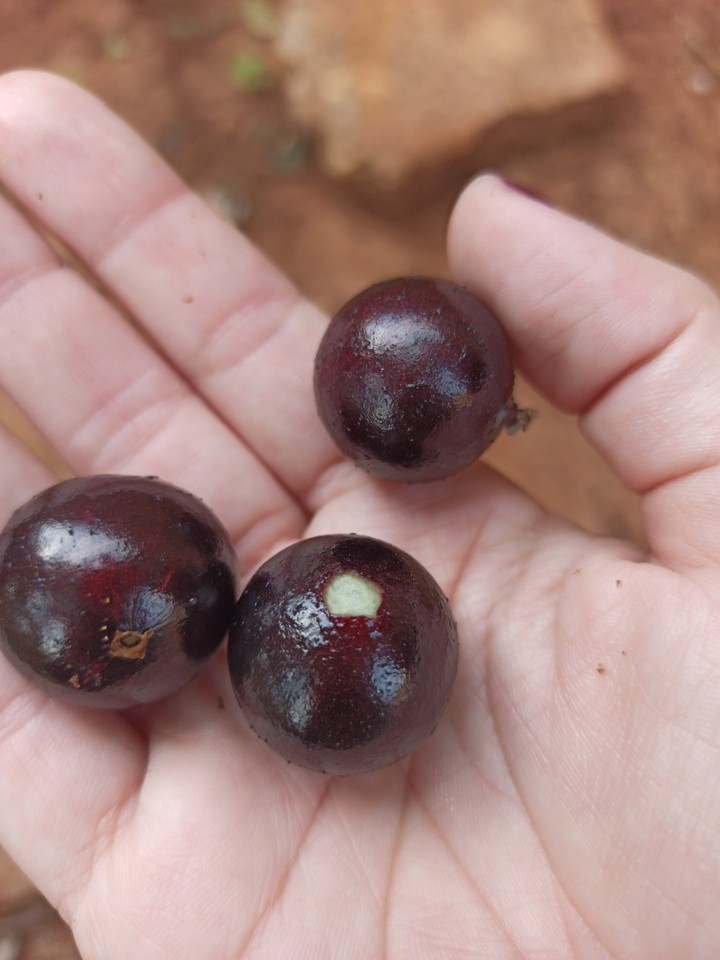 fruit