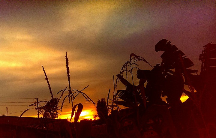 cornstalks and sunsets
