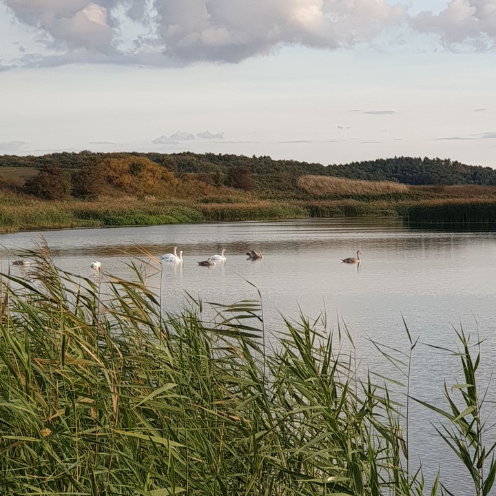 лебеді