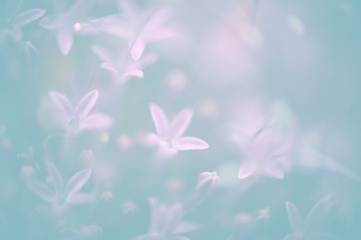 파스텔톤 작은 꽃
