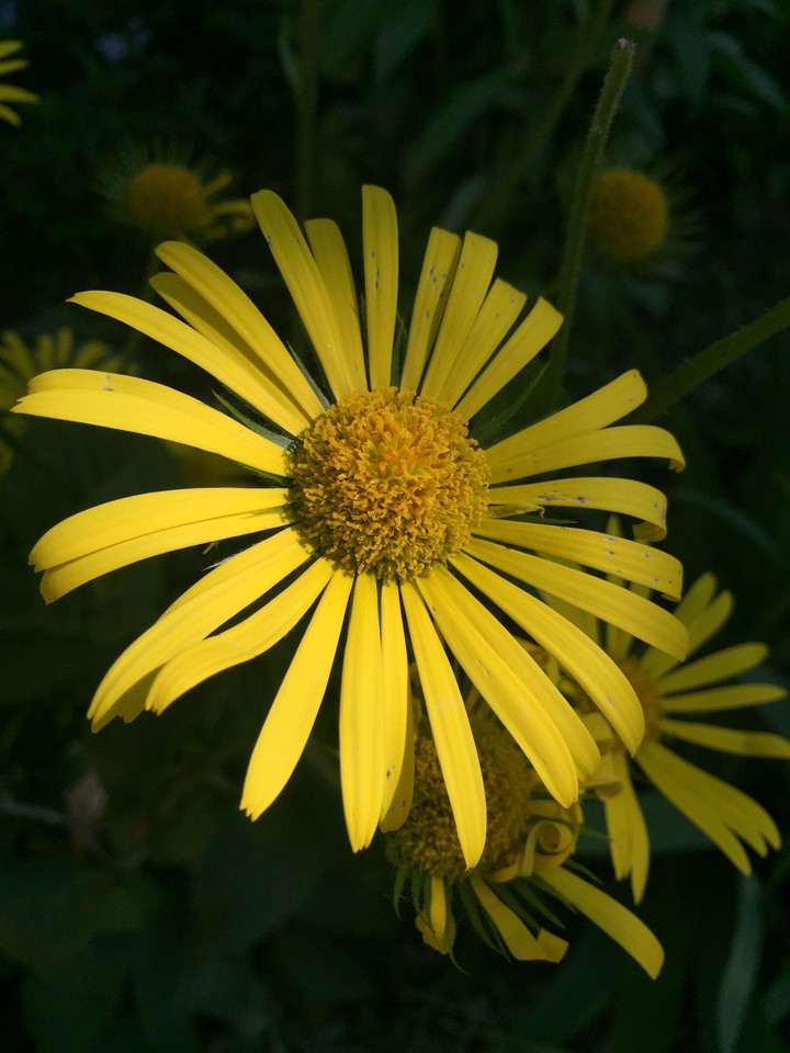 sun flower