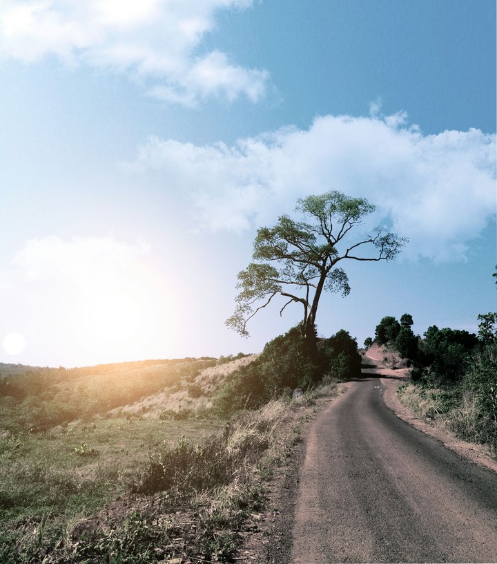 lone trees