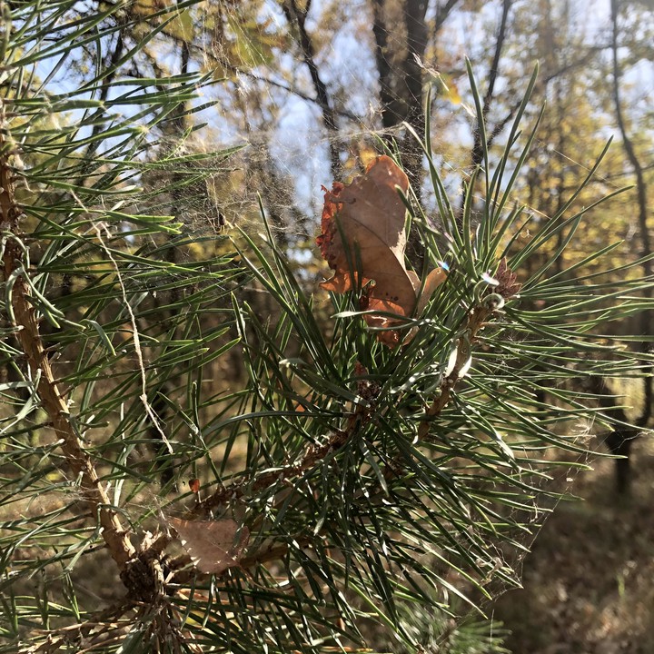 Autumn?