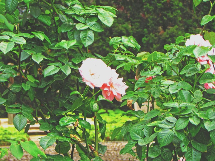 pink roses